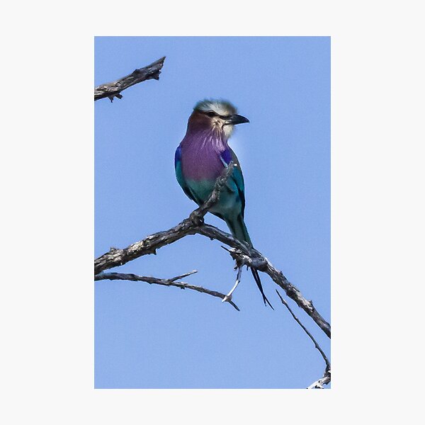Item preview, Lilac Breasted Roller designed and sold by Christina Backus.