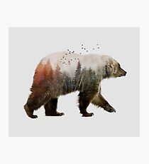 Bear Photographic Print