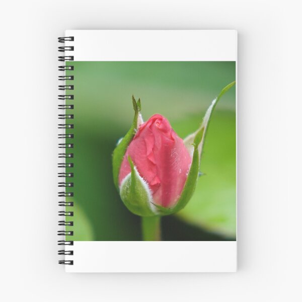 Aperçu de l'œuvre Rose bud créée et vendue par frogs123.