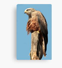 Black Kite Canvas Print