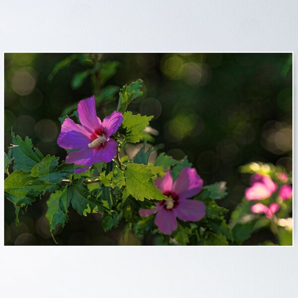 Item preview, Pink Rose of Sharon designed and sold by Rick  Friedle.