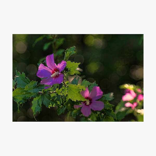 Item preview, Pink Rose of Sharon designed and sold by Rick  Friedle.
