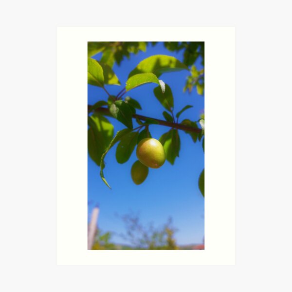 Art Print