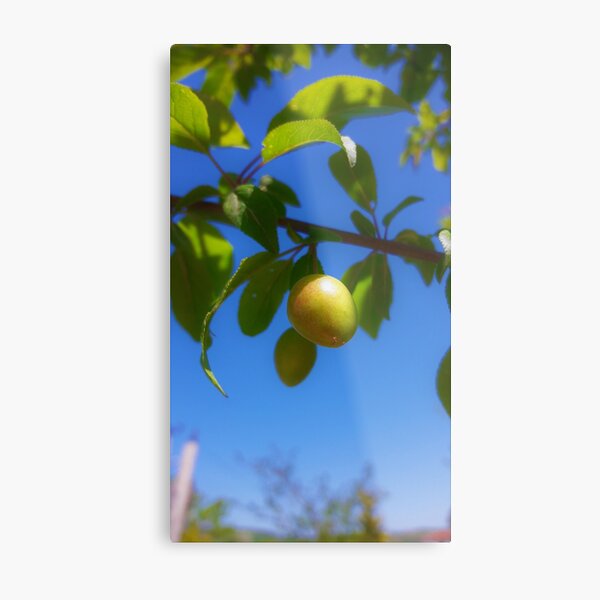 Metal Print