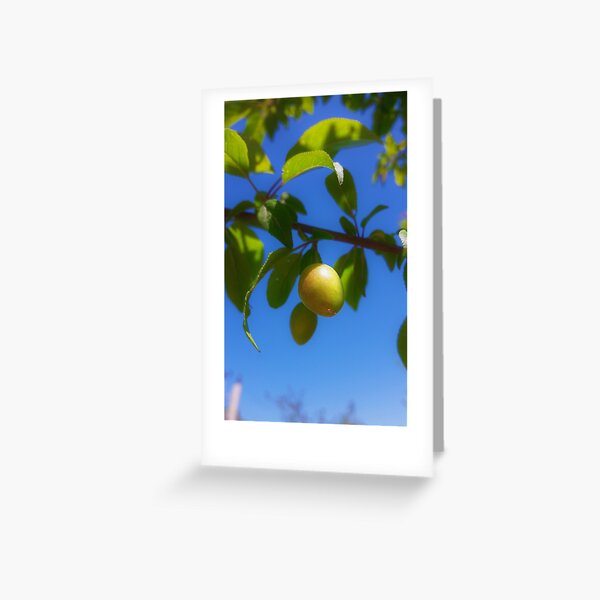 Greeting Card