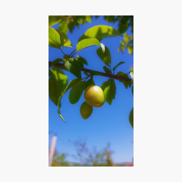 Photographic Print
