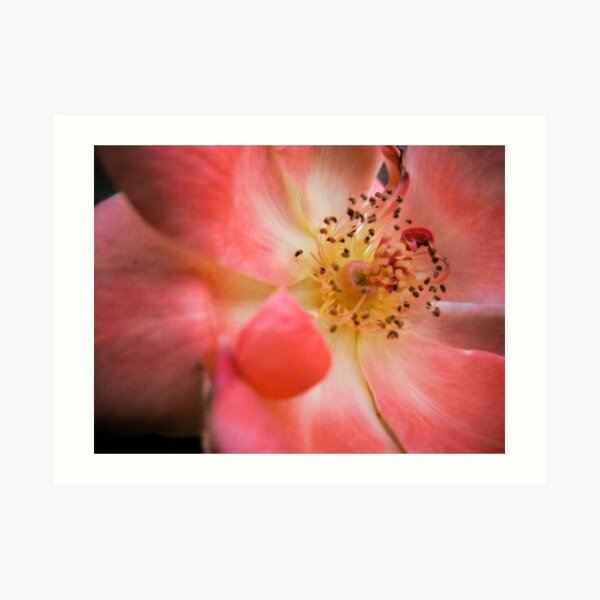Just Peachy Rose Petals Art Print