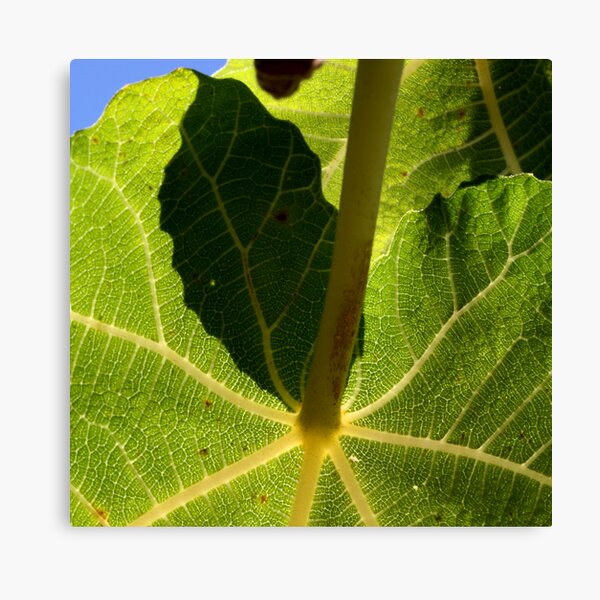 parasol vert Canvas Print