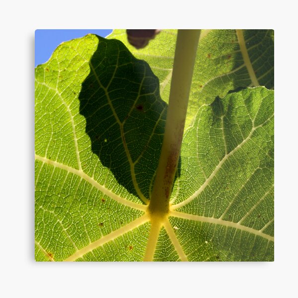 parasol vert Metal Print