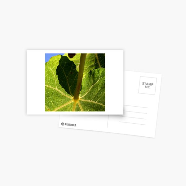 parasol vert Postcard