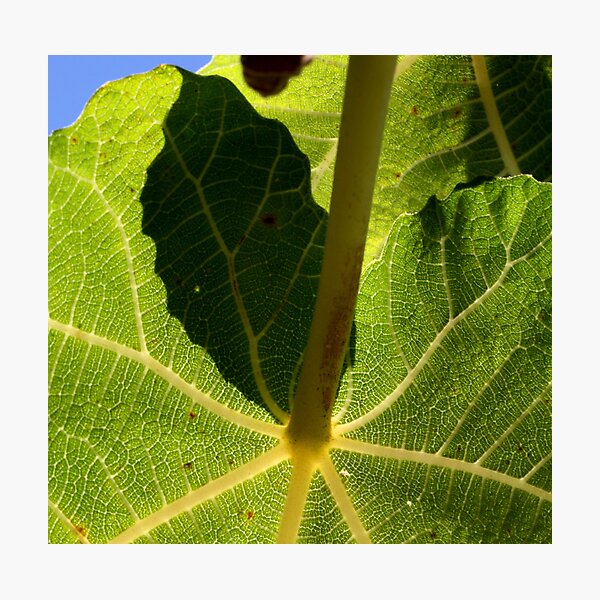 parasol vert Photographic Print