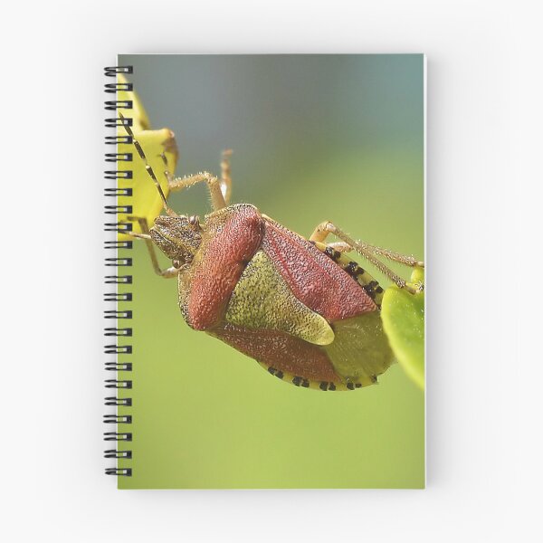 Item preview, Sloe Bug at a Stretch / Dolycoris baccarum designed and sold by relayer51.