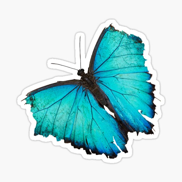 Weathered wings Sticker