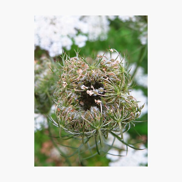 Item preview, Pretty Weed Flower designed and sold by Aleesha Haigwood.