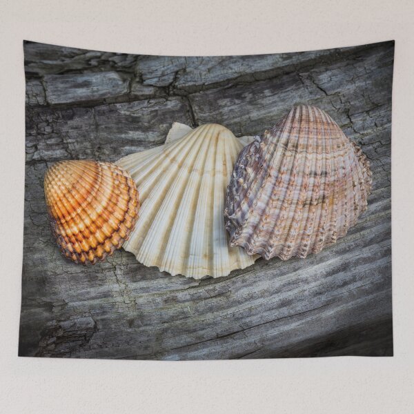Item preview, Sea Shells on Wood designed and sold by Dave Hare Photography.