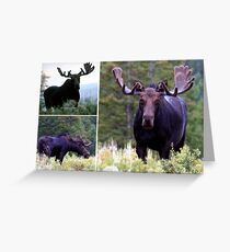 Bull moose Greeting Card