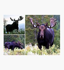 Bull moose Photographic Print