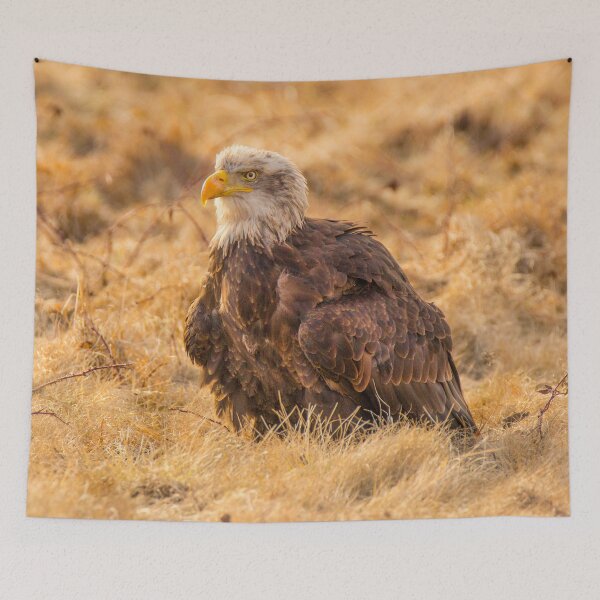 Item preview, Bald Eagle designed and sold by Dave Hare Photography.