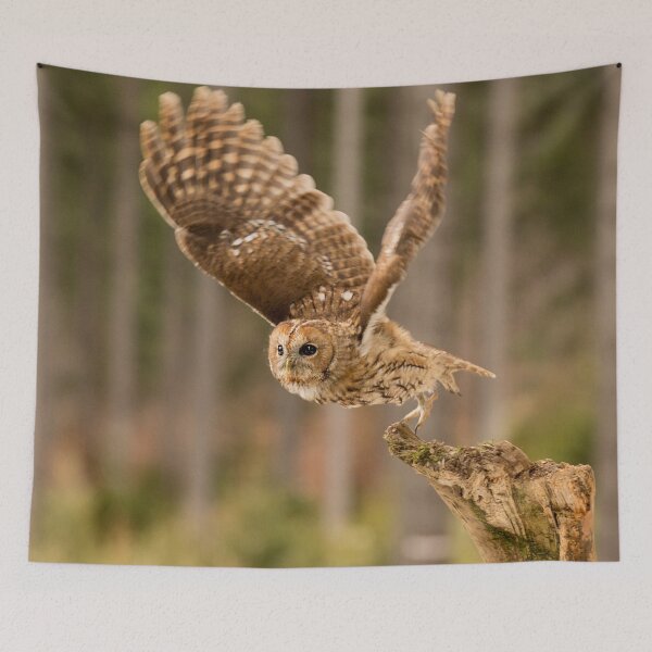 Item preview, Tawny Takeoff designed and sold by Dave Hare Photography.