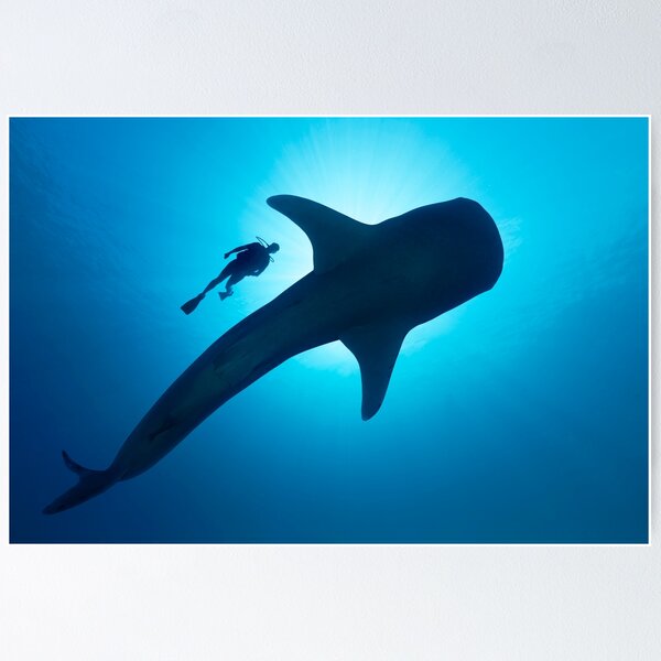 Item preview, Whale Shark with diver and backlight of the sun. designed and sold by Kameranobs.