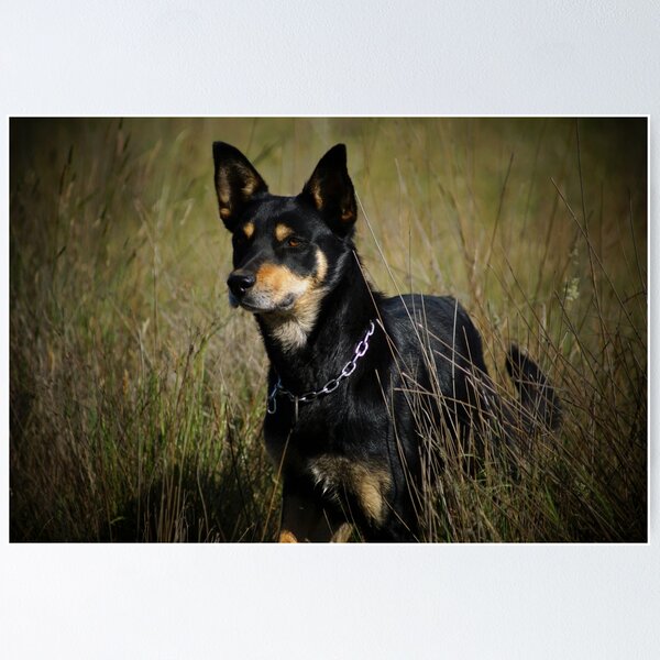 Black barb kelpie for 2024 sale