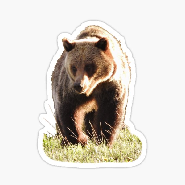 Grizzly Sticker