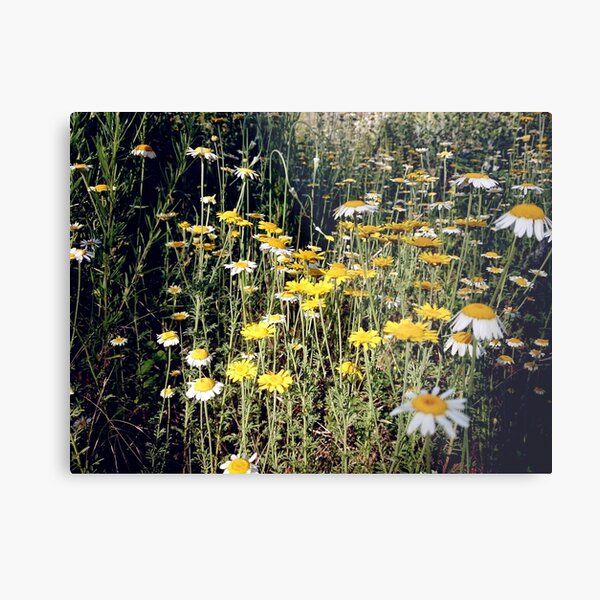 Färber-Kamille Metallbild