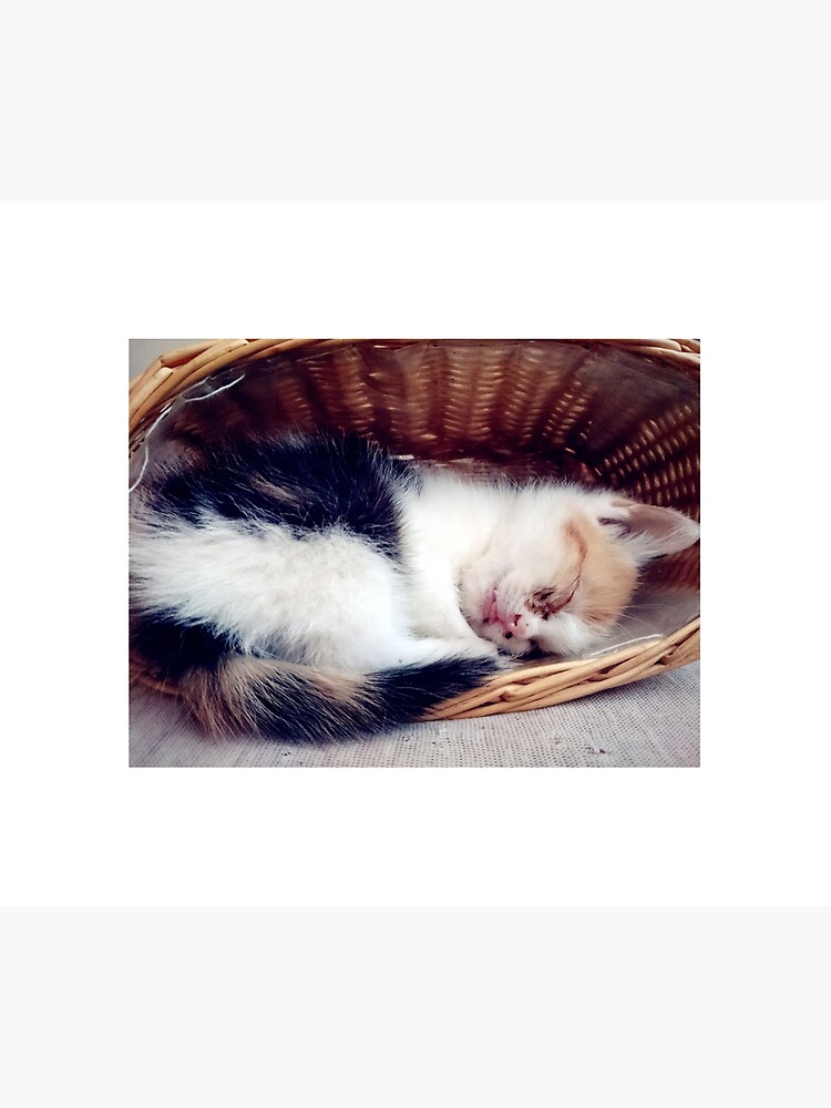 Süßer Katzen-Traum von Gourmetkater