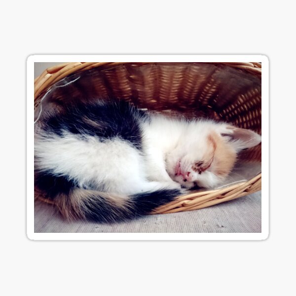 Süßer Katzen-Traum Sticker