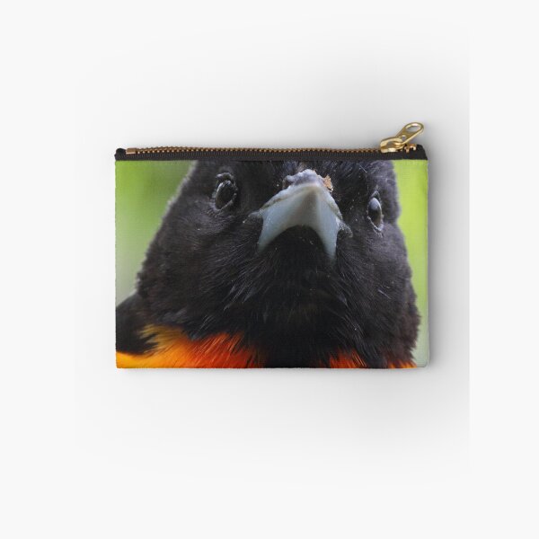 Artikelvorschau, Baltimore Oriole entworfen und verkauft von WorldDesign.