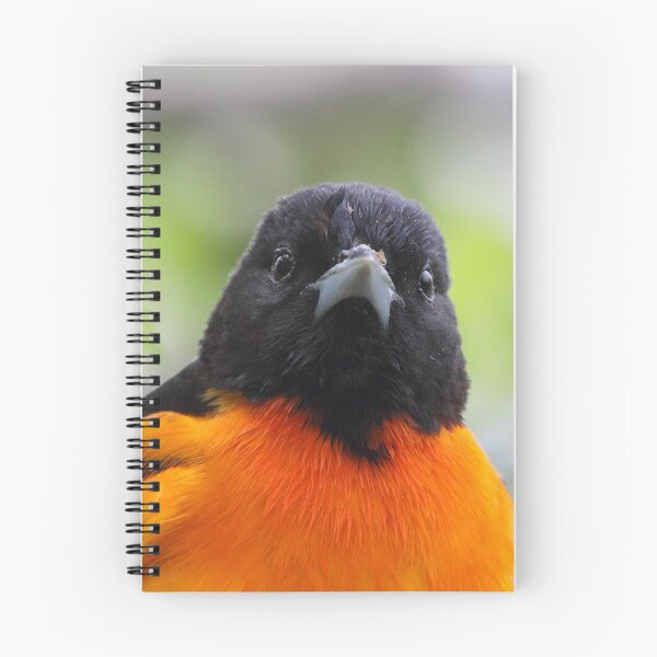 Artikelvorschau, Baltimore Oriole entworfen und verkauft von WorldDesign.