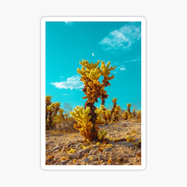 Cactus Garden Geo II Sticker