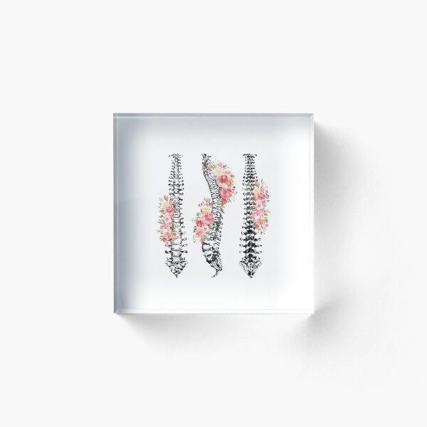 Human Spine Acrylic Block