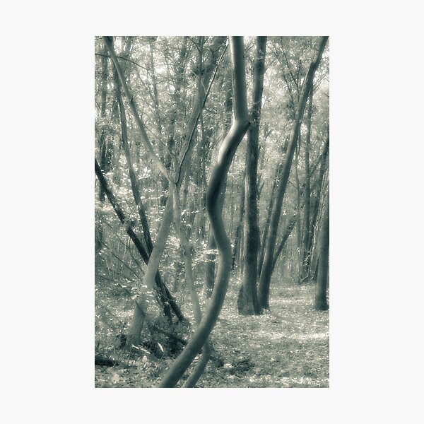 Tree Shapes Louis Campbell Nature Preserve Photographic Print