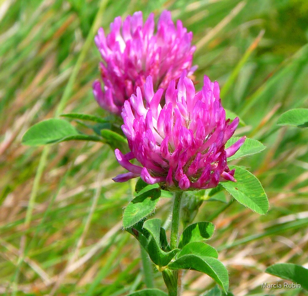 About Four Leaf Clovers - Reasons For Finding A Clover With Four