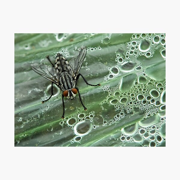 Item preview, NS Fly Spa© designed and sold by OmarHernandez.