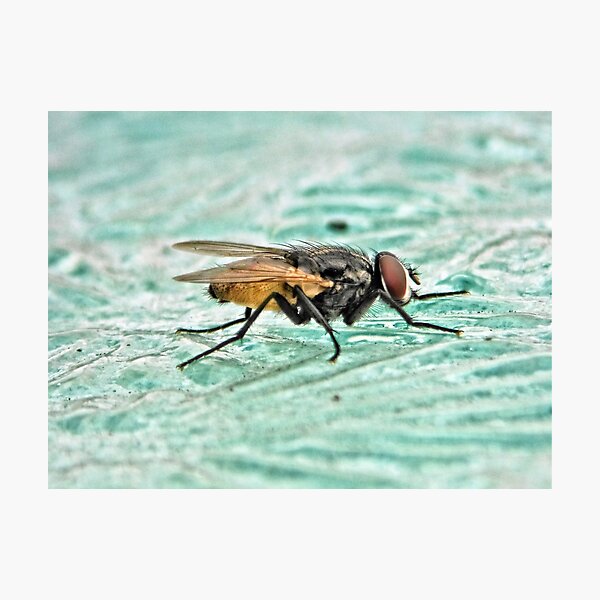 Item preview, NS Floating Fly© designed and sold by OmarHernandez.
