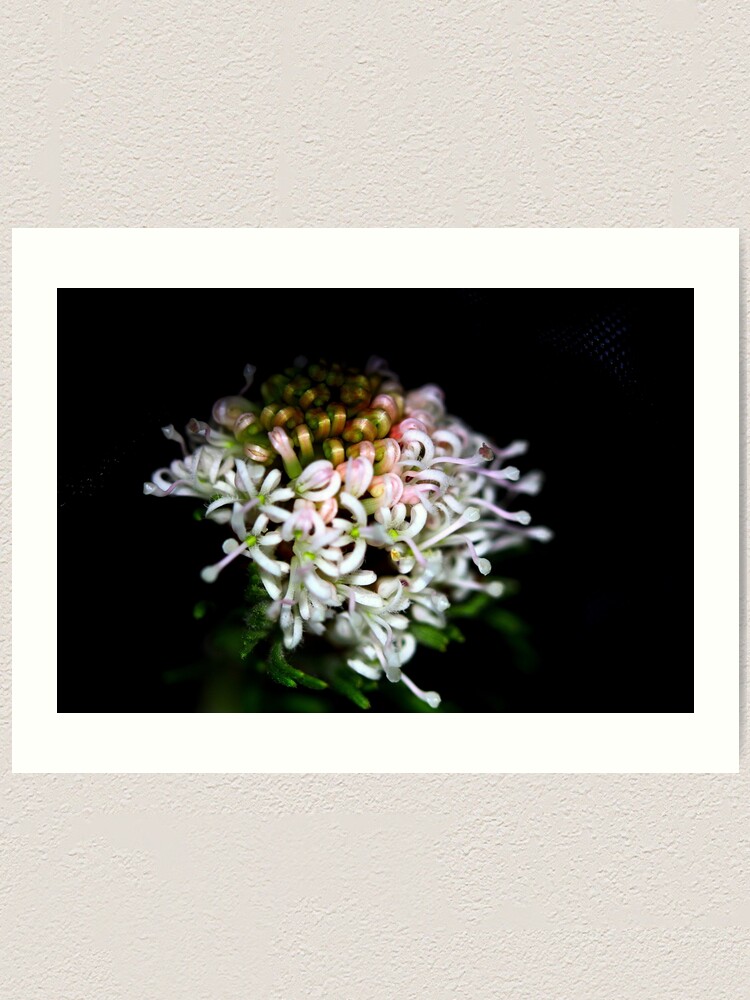 Alternate view of Grevillea crithmifolia Art Print