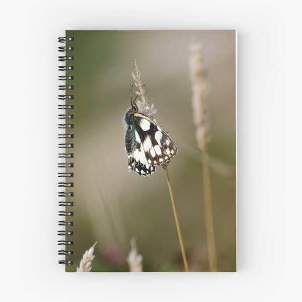 Aperçu de l'œuvre Marbled White Butterfly créée et vendue par mikebov.