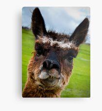 Wacky Alpaca Metal Print