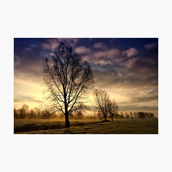 Willows at Sunrise Photographic Print