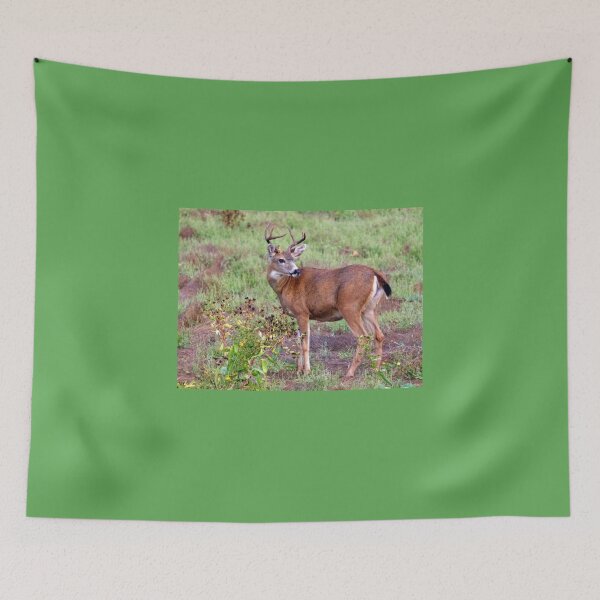 Item preview, trophy buck by camera... designed and sold by RichImage.