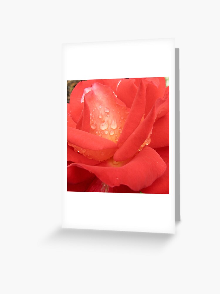 Featured image of post Easiest Way to Make Tequila Sunrise Rose Australia