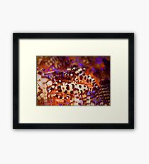 Coleman's Shrimp - Lembeh Strait Framed Print