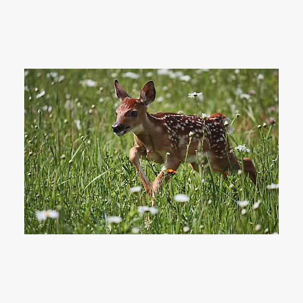Artikelvorschau, Frolicking Fawn entworfen und verkauft von by Marvil LaCroix.
