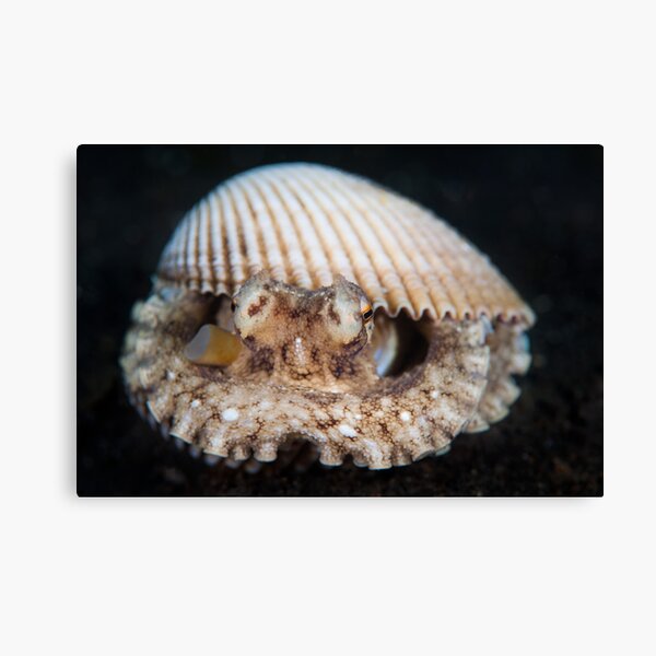 Coconut octopus in white clam shell - Lembeh Strait Canvas Print