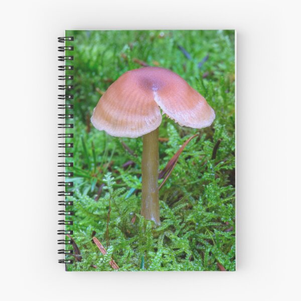 Item preview, Split Fungi designed and sold by Dave Hare Photography.