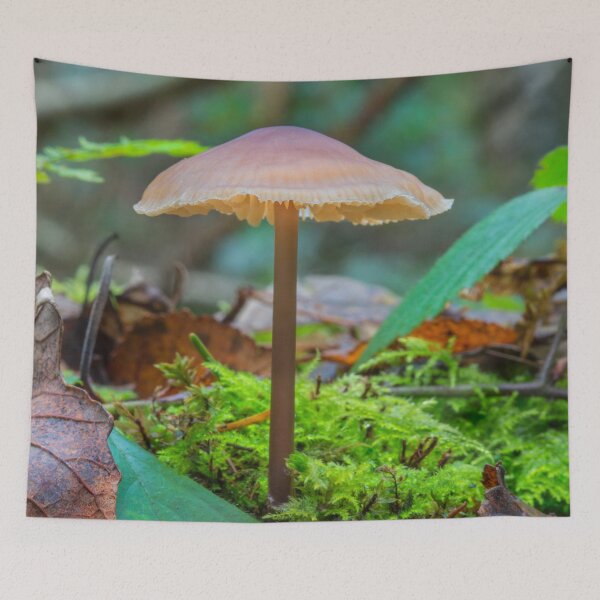 Item preview, Slender Fungi designed and sold by Dave Hare Photography.