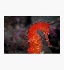 Tropical seahorse - Lembeh Strait Photographic Print
