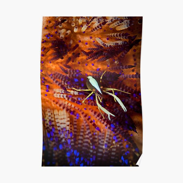 Squat lobster in fire urchin - Lembeh Straits Poster